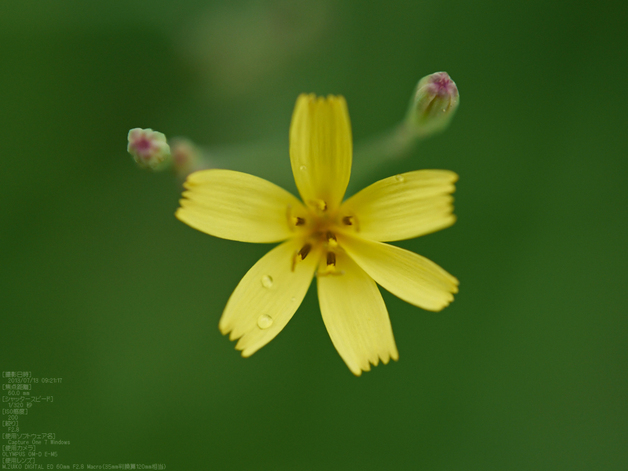 藤原宮跡・花蓮マクロ_60mm_2013yaotomi_20s.jpg