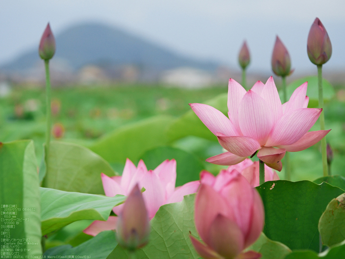 藤原宮跡・花蓮マクロ_60mm_2013yaotomi_5s.jpg