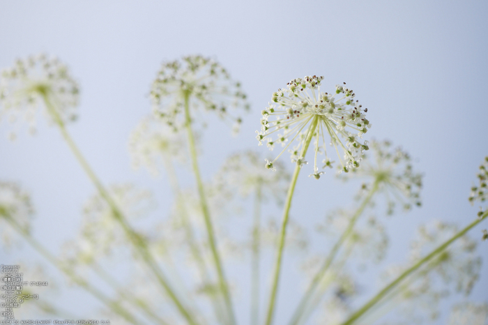 Panasonic-GX7_2013yaotomi_伊吹山・朝_30s.jpg