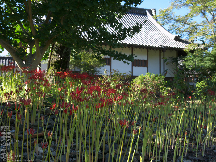 世尊寺,彼岸花_Panasonic,GX7_2013yaotomi_13s.jpg