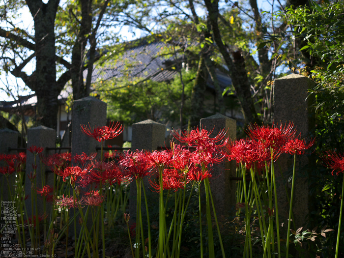 世尊寺,彼岸花_Panasonic,GX7_2013yaotomi_15s.jpg