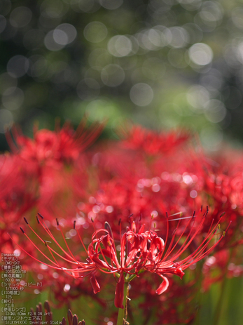 世尊寺,彼岸花_Panasonic,GX7_2013yaotomi_27s.jpg