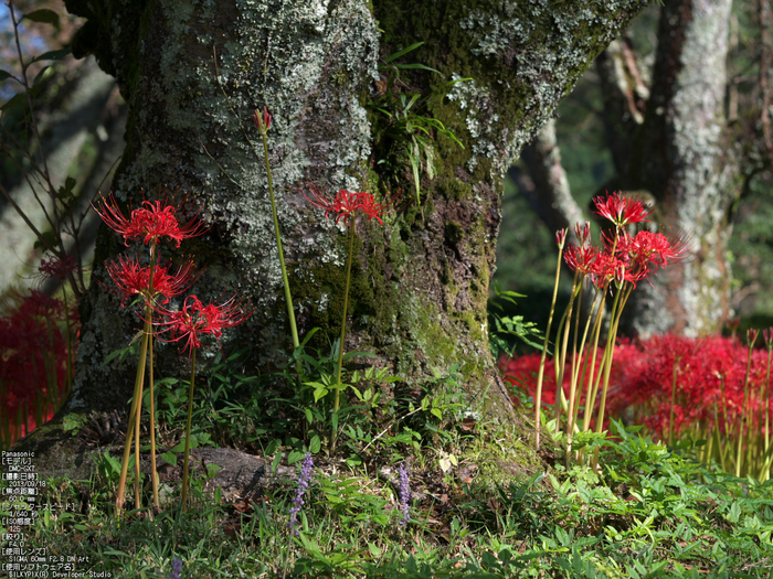 世尊寺,彼岸花_Panasonic,GX7_2013yaotomi_35s.jpg