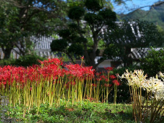 世尊寺,彼岸花_Panasonic,GX7_2013yaotomi_36s.jpg