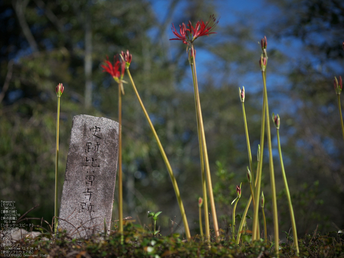 世尊寺,彼岸花_Panasonic,GX7_2013yaotomi_37s.jpg