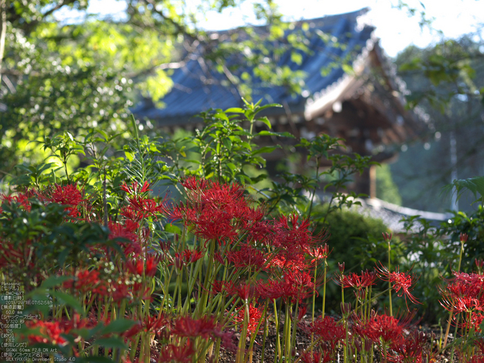 世尊寺,彼岸花_Panasonic,GX7_2013yaotomi_8s.jpg