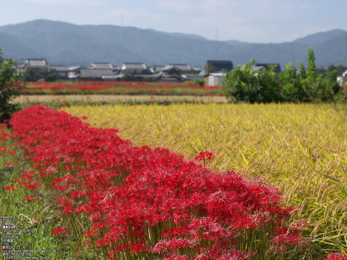 亀岡,曽我部,穴太の彼岸花_2013yaotomi_13s.jpg