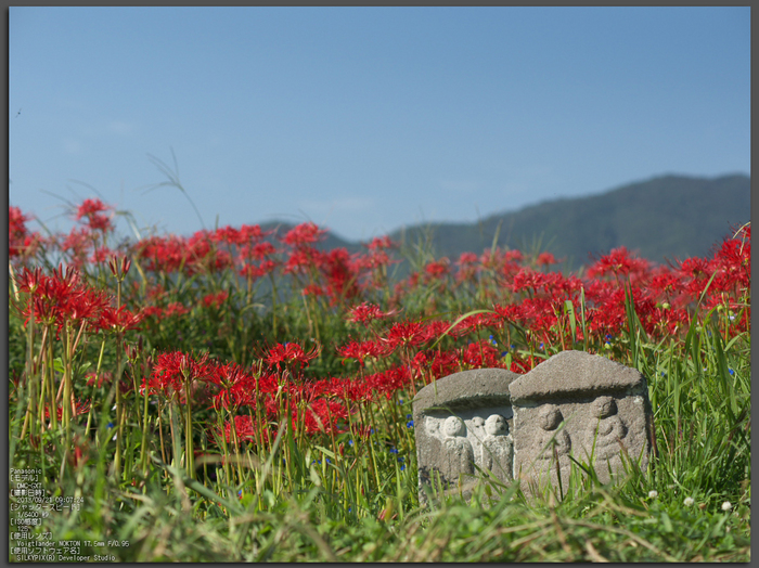 亀岡,曽我部,穴太の彼岸花_2013yaotomi_1st.jpg