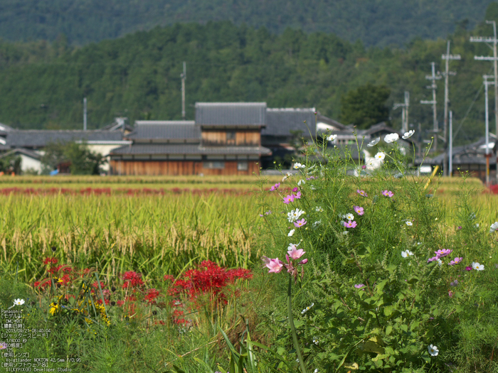 亀岡,曽我部,穴太の彼岸花_2013yaotomi_3s.jpg