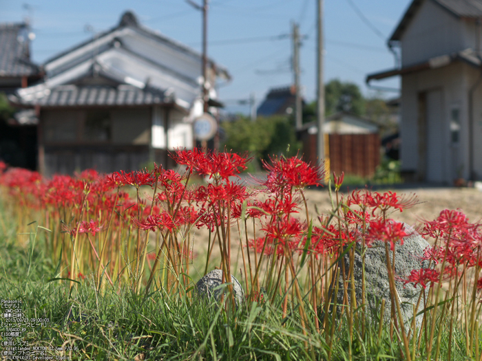 亀岡,曽我部,穴太の彼岸花_2013yaotomi_6s.jpg