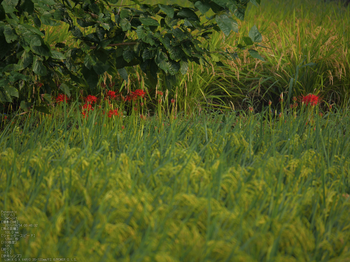 広沢池_Panasonic,GX7_2013yaotomi_11s.jpg