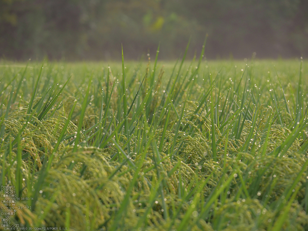 広沢池_Panasonic,GX7_2013yaotomi_16s.jpg