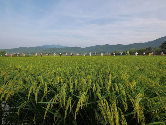 広沢池_Panasonic,GX7_2013yaotomi_17s.jpg