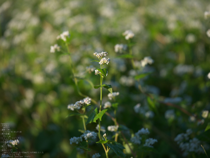 笠,そば畑_PanasonicLumixGX7_2013yaotomi_7.jpg