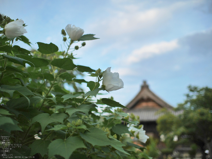 飛鳥光の回廊,2013_Panasonic,GX7_yaotomi_8s.jpg