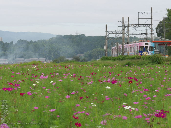 伊賀鉄道,コスモス_2013yaotomi_5s.jpg