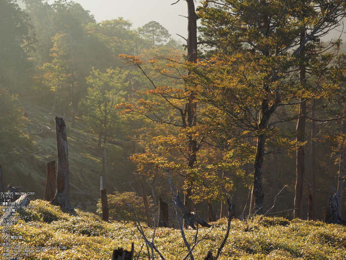 大台ケ原,紅葉_2013yaotomi_OMD,EM1_12s.jpg