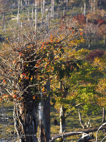 大台ケ原,紅葉_2013yaotomi_OMD,EM1_13s.jpg