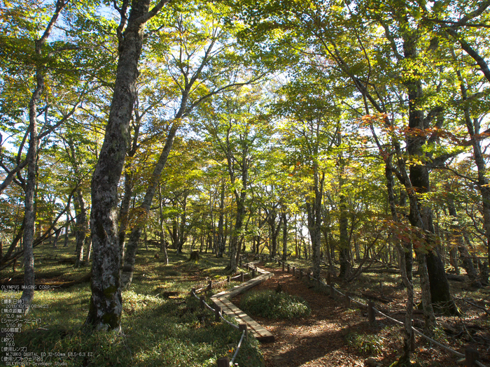 大台ケ原,紅葉_2013yaotomi_OMD,EM1_50s.jpg