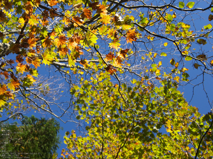 大台ケ原,紅葉_2013yaotomi_OMD,EM1_52s.jpg