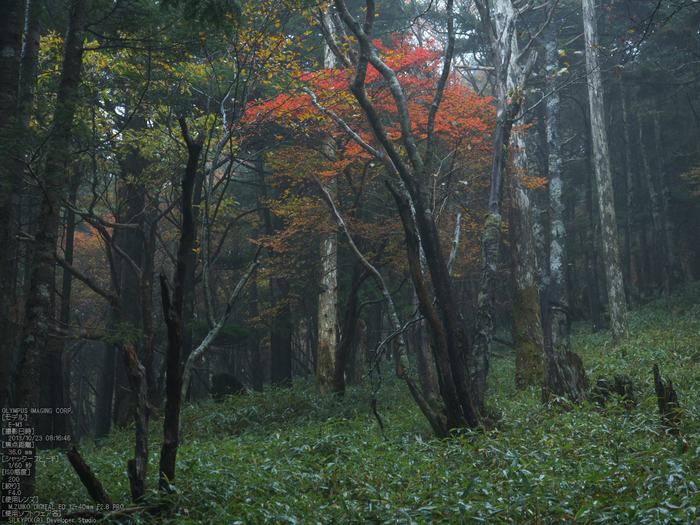 大台ケ原,紅葉_2013yaotomi_OMD,EM1_b10.jpg