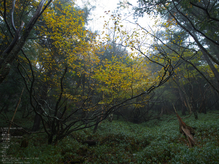 大台ケ原,紅葉_2013yaotomi_OMD,EM1_b11.jpg