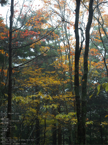 大台ケ原,紅葉_2013yaotomi_OMD,EM1_b15.jpg