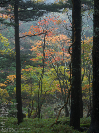 大台ケ原,紅葉_2013yaotomi_OMD,EM1_b17.jpg