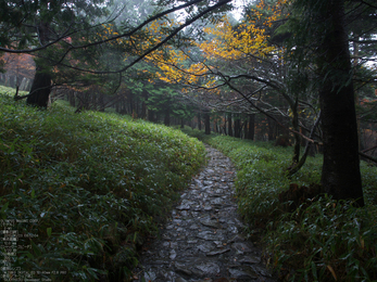 大台ケ原,紅葉_2013yaotomi_OMD,EM1_b20.jpg