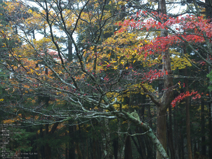 大台ケ原,紅葉_2013yaotomi_OMD,EM1_b22.jpg