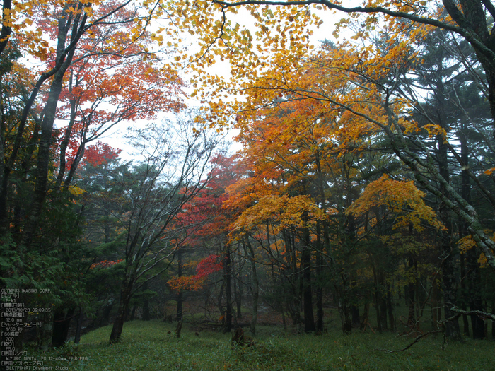 大台ケ原,紅葉_2013yaotomi_OMD,EM1_b23.jpg