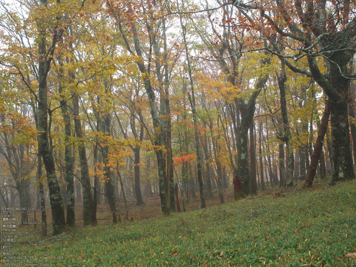 大台ケ原,紅葉_2013yaotomi_OMD,EM1_b28.jpg