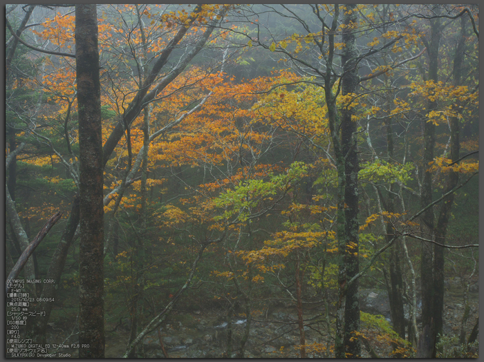 大台ケ原,紅葉_2013yaotomi_OMD,EM1_b2st.jpg