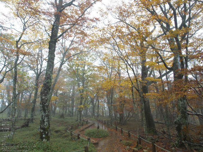 大台ケ原,紅葉_2013yaotomi_OMD,EM1_b30.jpg