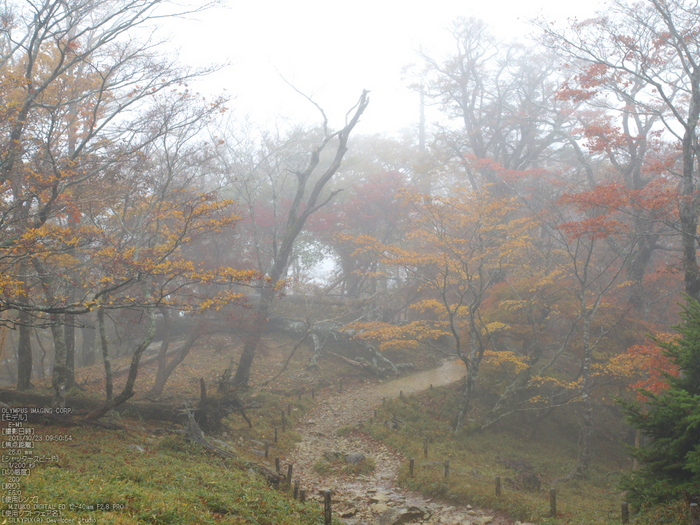 大台ケ原,紅葉_2013yaotomi_OMD,EM1_b31.jpg