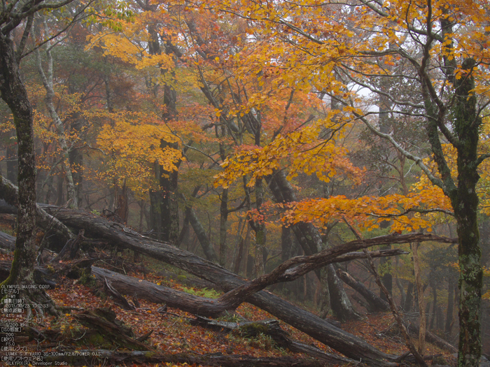 大台ケ原,紅葉_2013yaotomi_OMD,EM1_b36.jpg