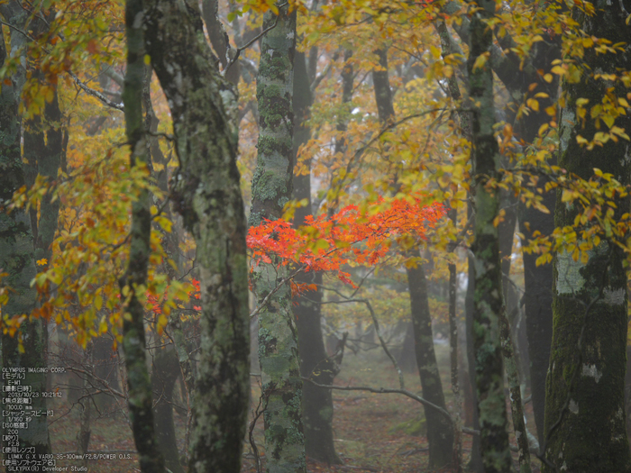 大台ケ原,紅葉_2013yaotomi_OMD,EM1_b37.jpg