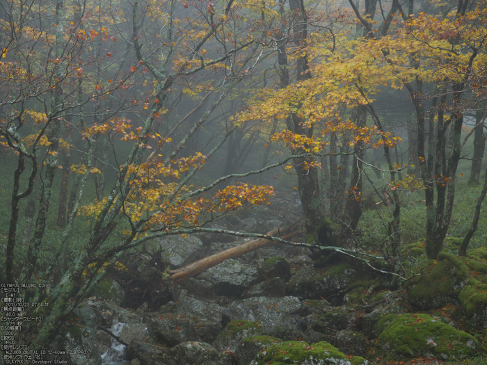 大台ケ原,紅葉_2013yaotomi_OMD,EM1_b6.jpg