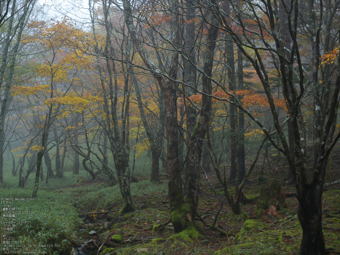 大台ケ原,紅葉_2013yaotomi_OMD,EM1_b7.jpg