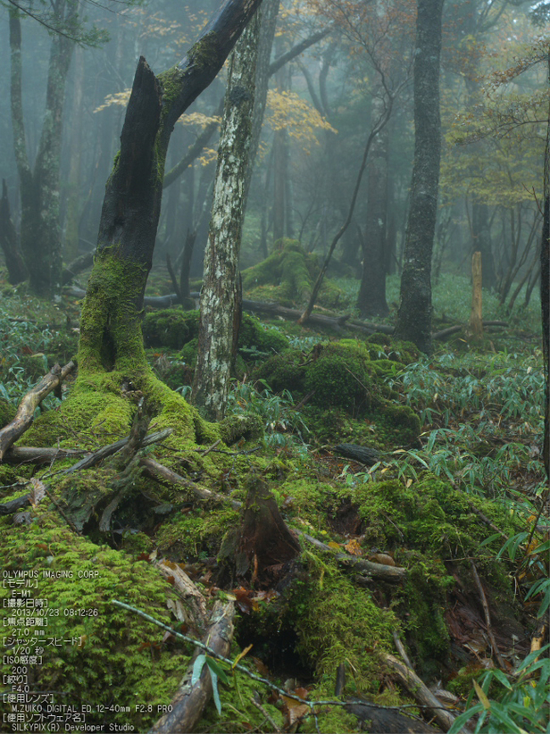 大台ケ原,紅葉_2013yaotomi_OMD,EM1_b8.jpg