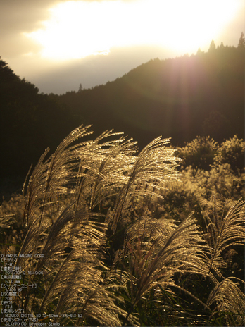 東吉野,谷尻のススキ_2013yaotomi_OMD,EM1_68s.jpg