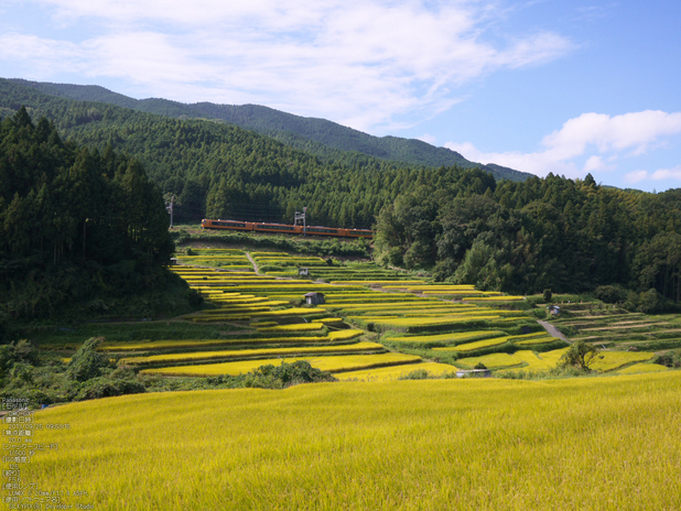 桜井浄水場,稲穂_2013yaotomi_1s.jpg