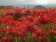 葛城古道,九品寺_PanasonicGX7_2013yaotomi_11full.jpg