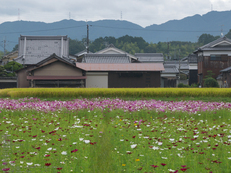 藤原宮跡,コスモス_2013yaotomi_2s.jpg