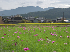 藤原宮跡,コスモス_2013yaotomi_3s.jpg