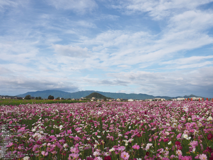 藤原宮跡,コスモス_OLYMPUS,OMD,EM1_2013yaotomi_13s.jpg