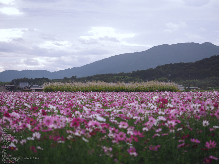 藤原宮跡,コスモス_OLYMPUS,OMD,EM1_2013yaotomi_15s.jpg