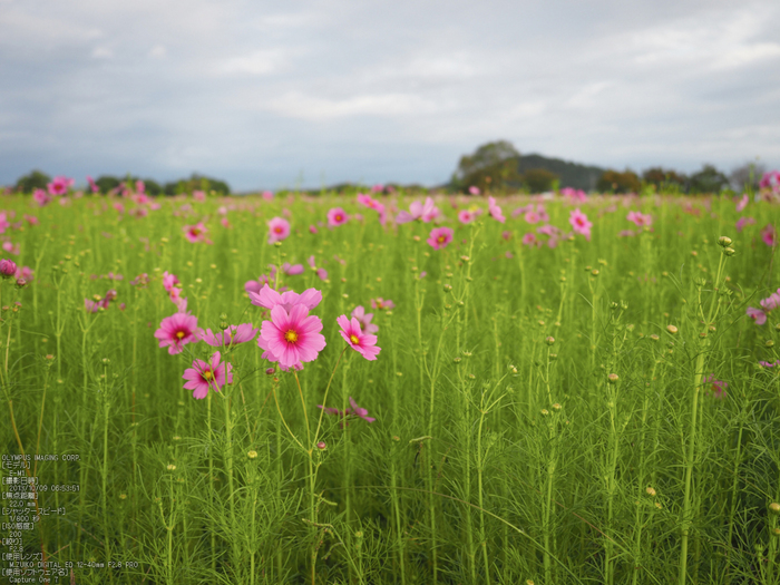 藤原宮跡,コスモス_OLYMPUS,OMD,EM1_2013yaotomi_6s.jpg