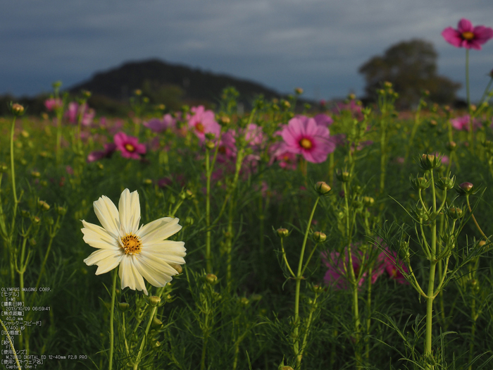 藤原宮跡,コスモス_OLYMPUS,OMD,EM1_2013yaotomi_8s.jpg