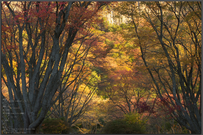 曽爾 屏風岩公苑 紅葉 2013（朝焼の紅葉） ／ SIGMA 17-70mm F2.8-4.0 